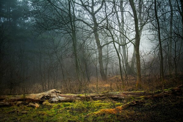 Fallen trees in the forest in autumn