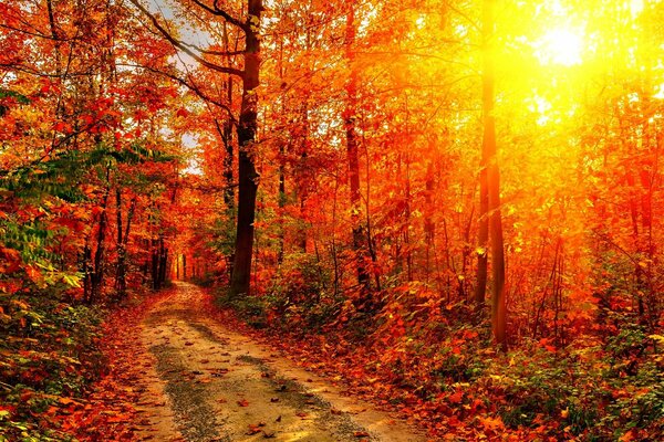 Soleil brillant dans la forêt dorée d automne