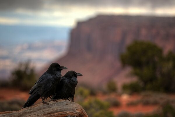 Two crows in a national park in Utah
