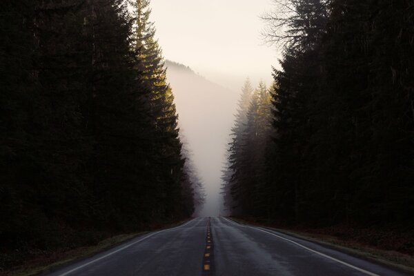 Route dans la forêt dans le brouillard