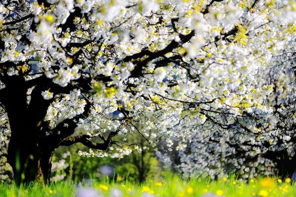 A flowering tree in the garden in spring