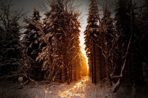 Matin neigeux sur la nature dans la forêt