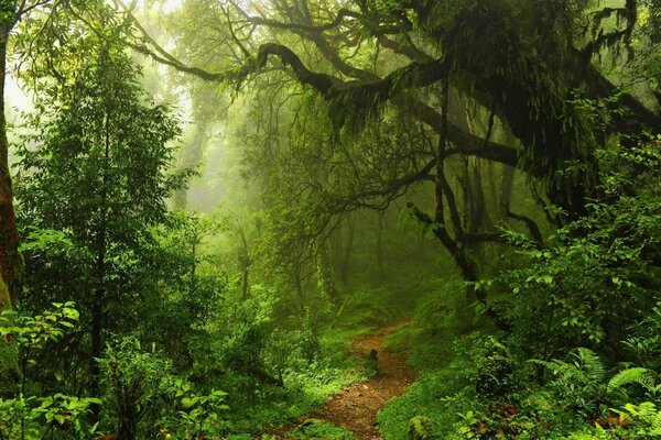 A magical path in a magical forest