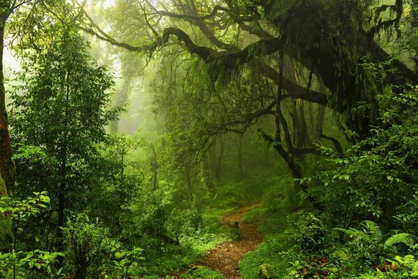 Sentier magique dans la forêt magique