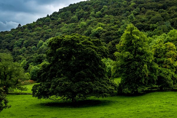 Natura forestale nel Regno Unito