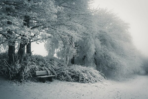 Photo of the day, nature - winter- bench