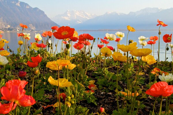 Colorful poppies on the background of mountains and lakes