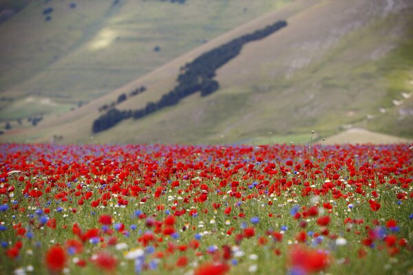 Steppe mit Mohnblumen und Tulpanamine Wehe