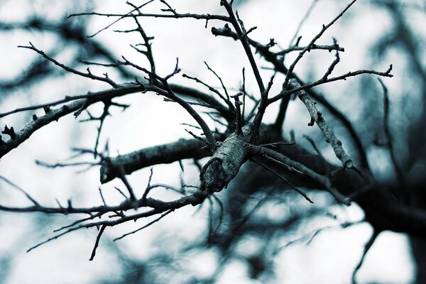 Bare tree branches like paws