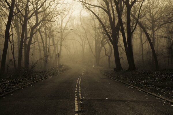 Carretera de asfalto en el parque en la niebla