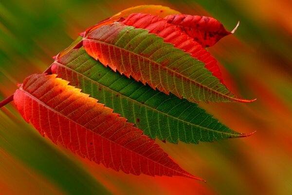 Blätter im Herbst des Jahres