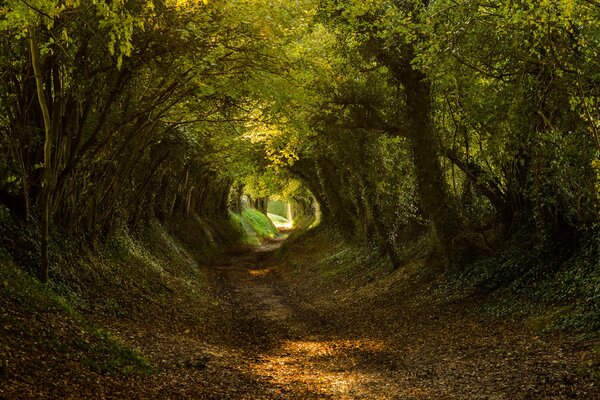 Der Weg führt durch den grünen Wald