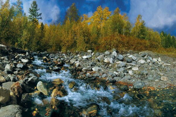 Mountain stream on the background of autumn trees