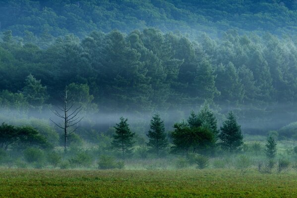 Dichter, mächtiger Wald im Nebelschleier