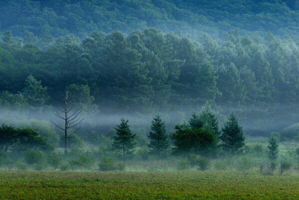 Denso bosque poderoso en un velo de niebla