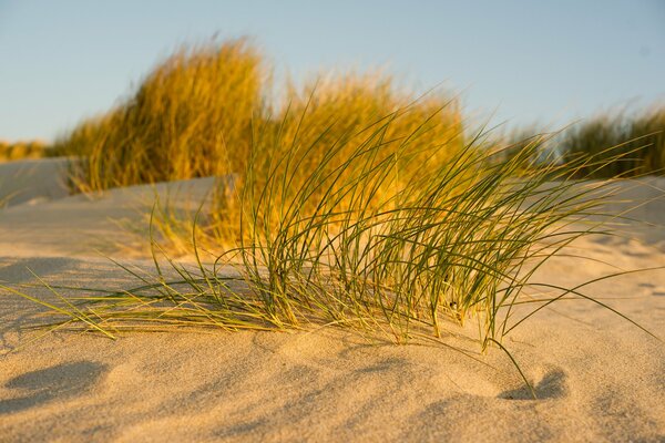 Blauer Himmel , Makrogras wächst nicht im Sand