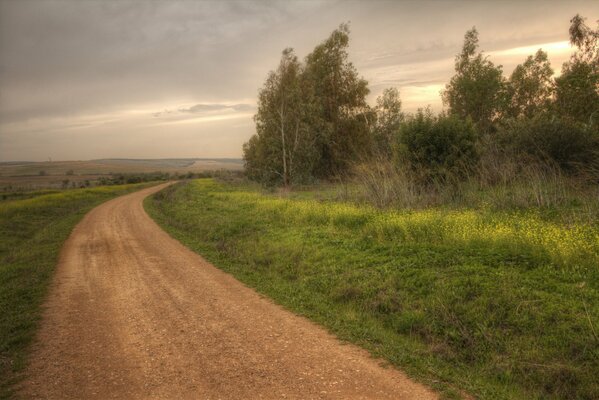 The road along the field near the forest