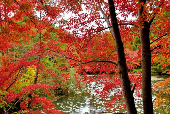 Paesaggio sulla natura autunnale vicino al fondo