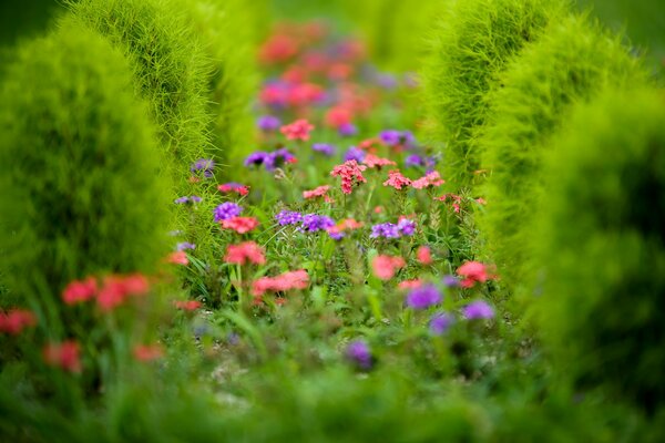 Fleurs roses et lilas sur le parterre de fleurs