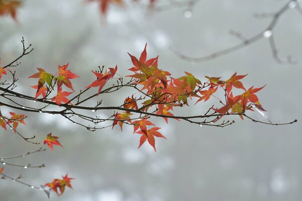 Herbstbäume mit orangefarbenen Ahornblättern