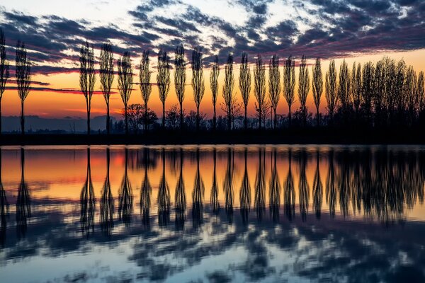 Silhouettes de peupliers italiens au coucher du soleil