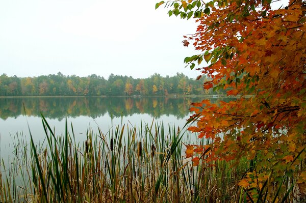 Sky Forest Lake trees Autumn reeds