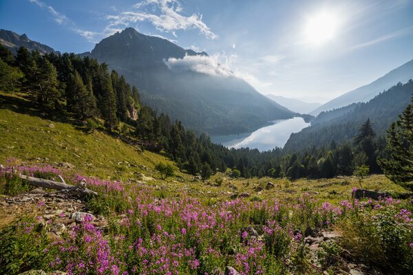 The nature of the forest. The sun is shining on the mountains