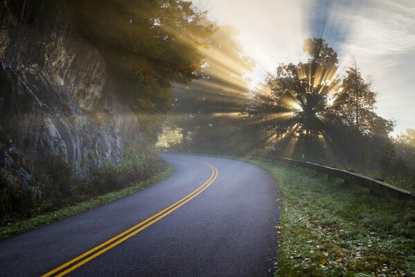 Morning rays through the trees on the road