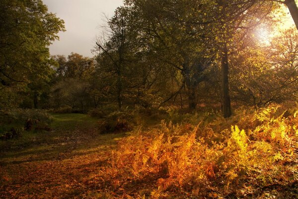Autumn nature landscape with sunlight