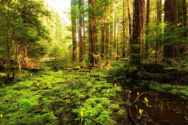 Im Wald blühten Blumen und das Gras grünte sich