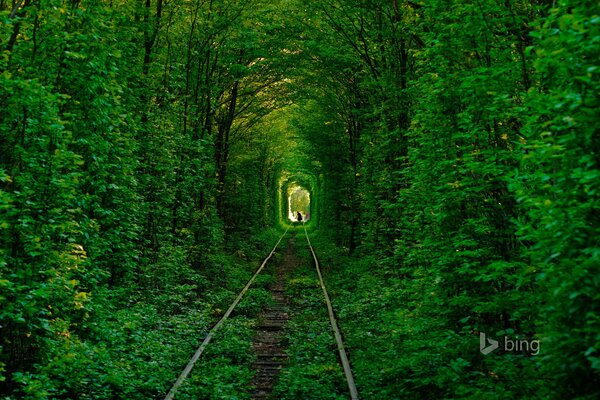 Tunnel der Liebe inmitten des Waldes in der Ukraine
