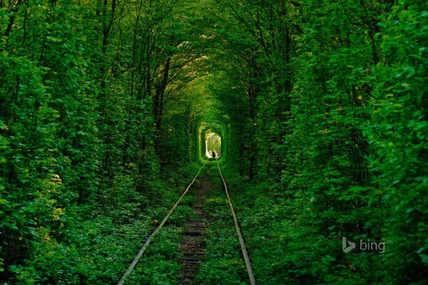 Túnel del amor entre el bosque en Ucrania