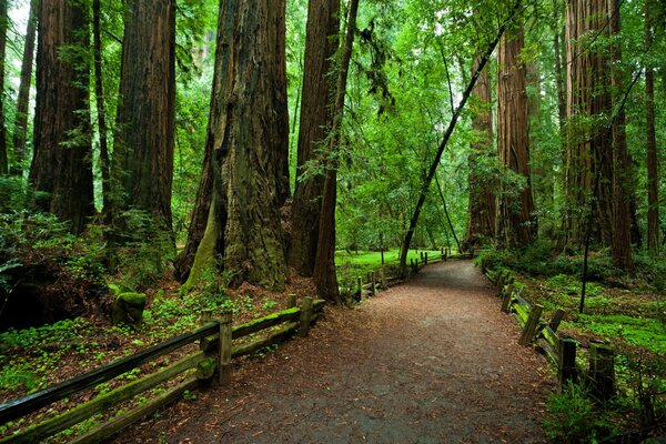 Parque nacional de California