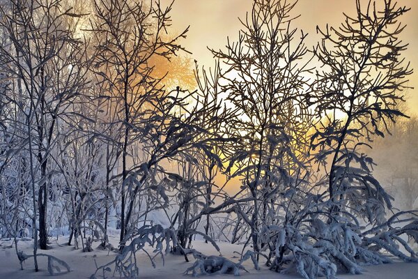 Winterlandschaft von Bäumen im frostigen Frost