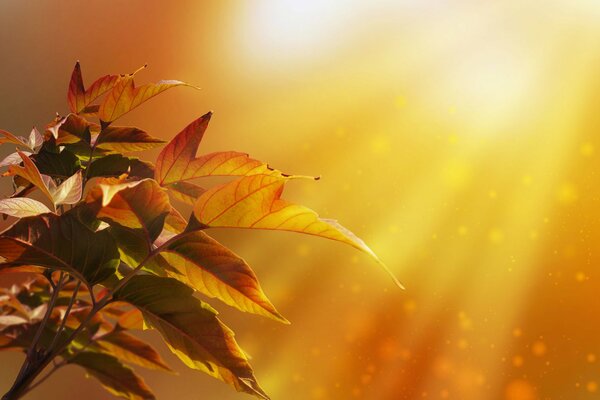Hojas de otoño en luz dorada