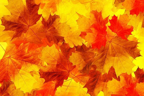 Fondo de hojas de arce coloridas y brillantes