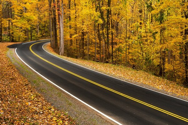 Camino llano en el bosque de otoño