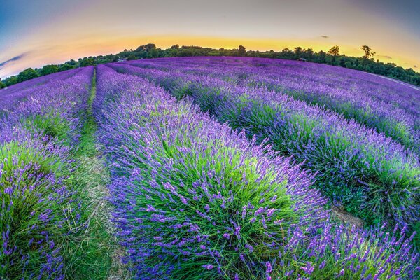 A huge lavender plantation against the background of the evening sky