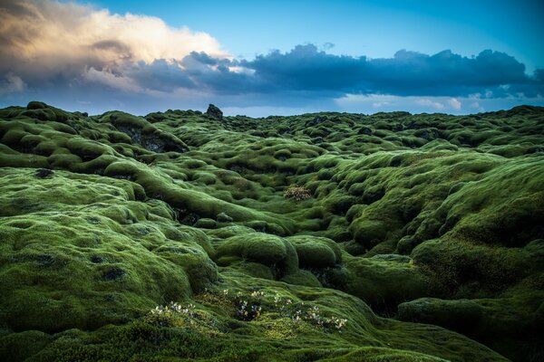 Irlands grüne Hügel sind mit Moos und Pflanzen bedeckt