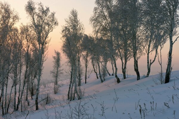 Naturaleza en invierno en el bosque