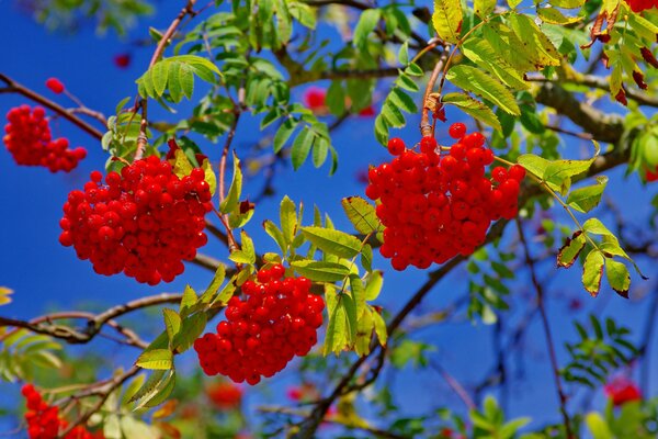 Baies de sorbier sur les branches sur fond de ciel