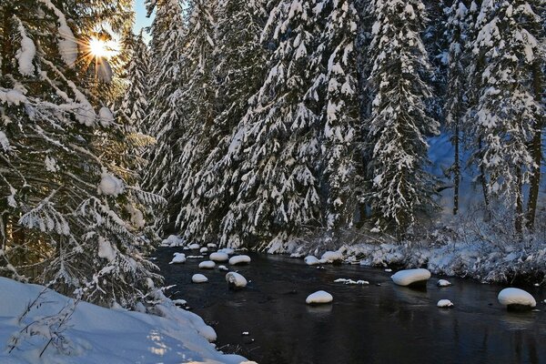 Die Schönheit eines Winterwaldes am Fluss