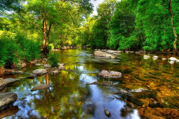 Malerischer Fluss im grünen Wald