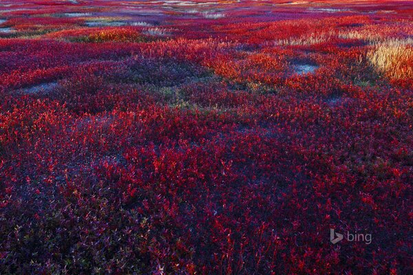 Field of blooming blueberries and blueberries