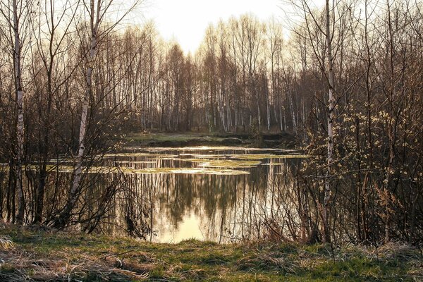 La bellezza primaverile della foresta e del Lago