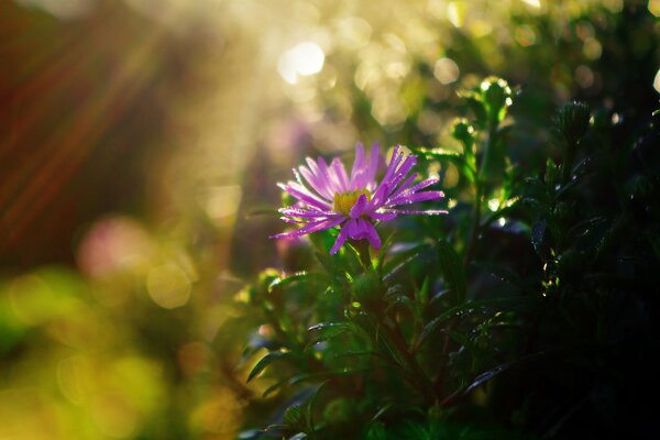 Frühmorgendliche Blume nach Regen