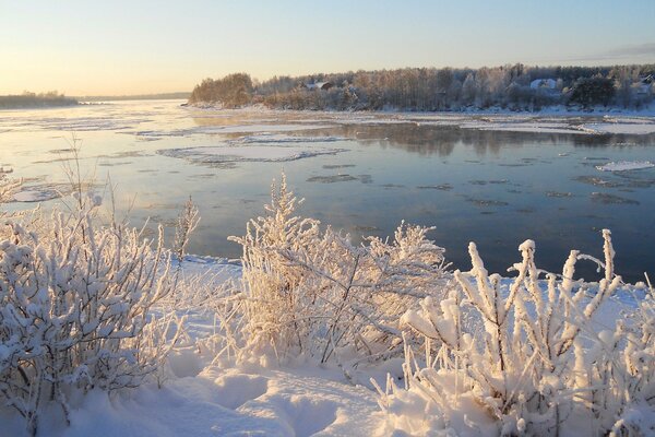 Unglaubliche Winterbäume am Fluss