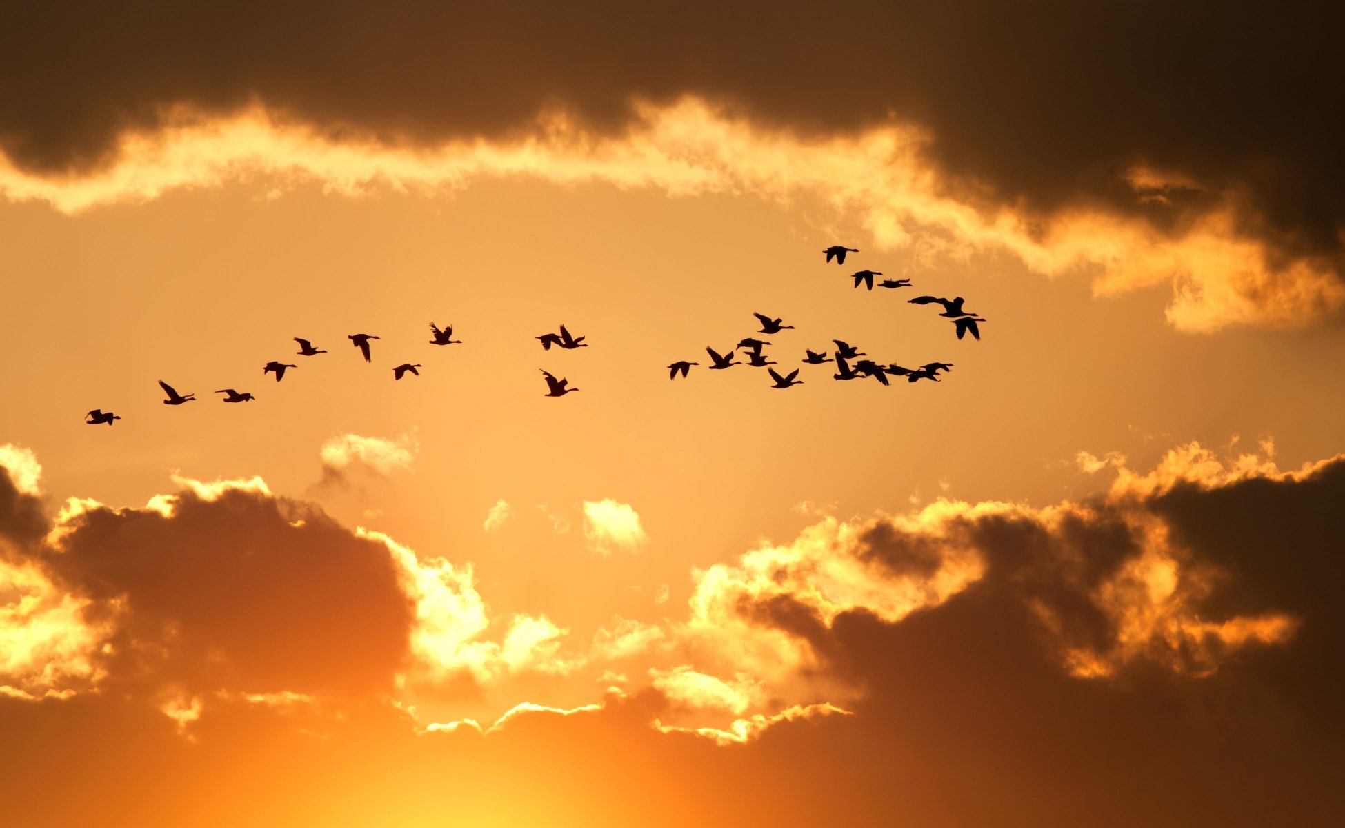 nature sky clouds birds flight silhouettes yellow background wallpaper widescreen full screen hd wallpaper