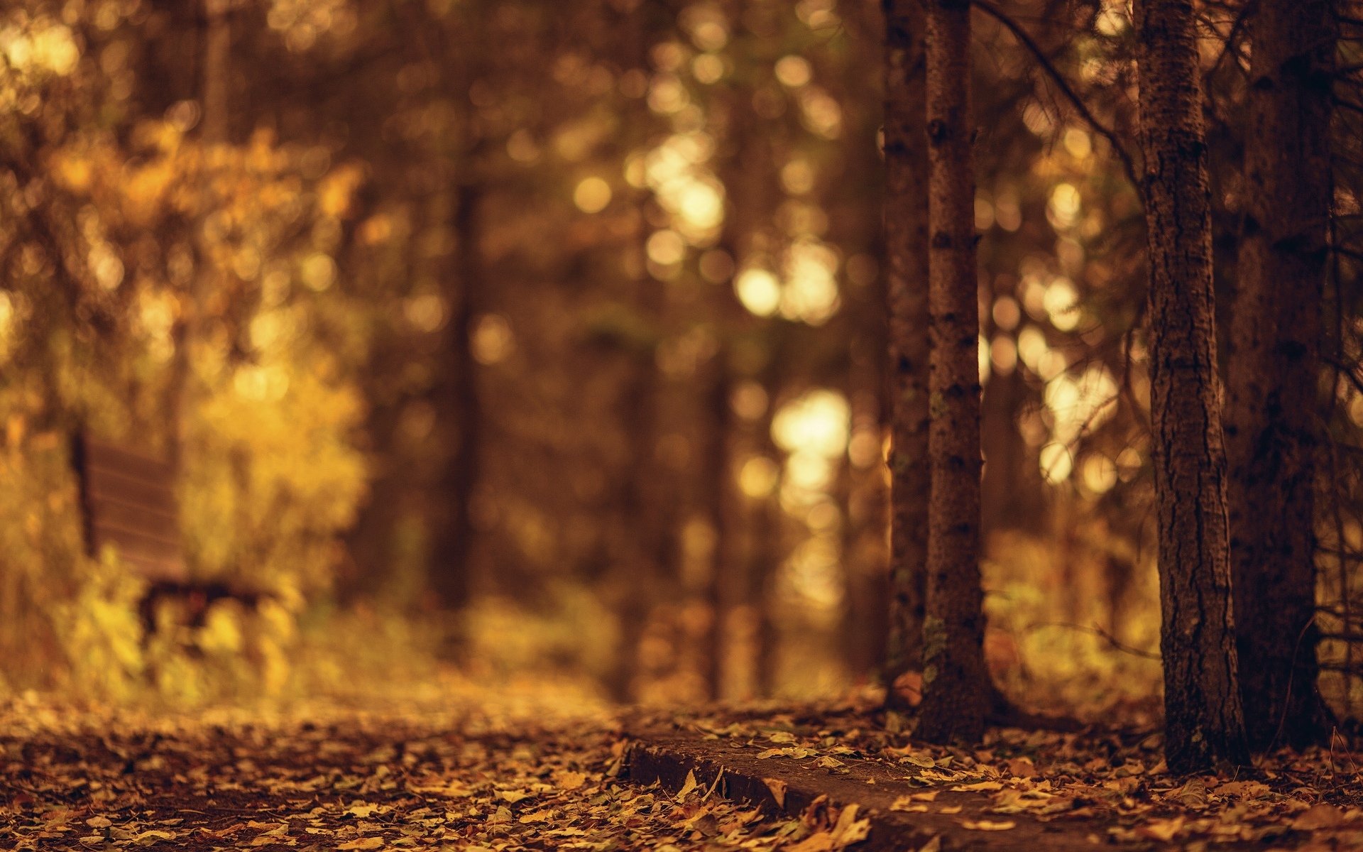 natura albero alberi foglie foglioline autunno panchina sfocatura sfondo carta da parati widescreen schermo intero widescreen widescreen