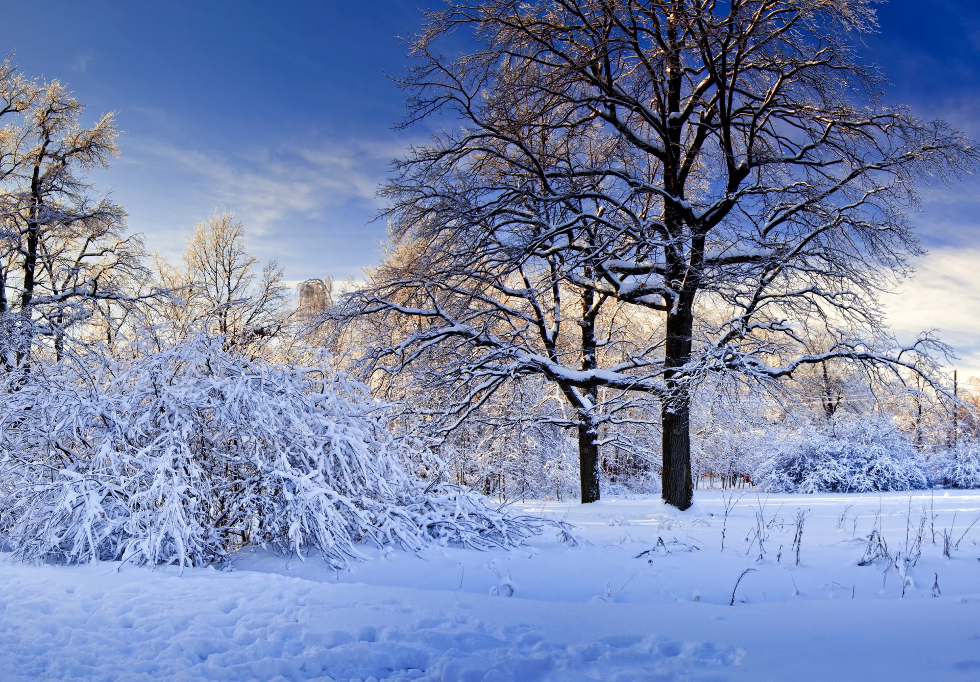 nieve invierno árboles naturaleza